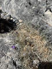 Astragalus panamintensis