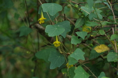 Tropaeolum pendulum