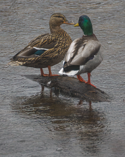Mallard photographed in Ohio