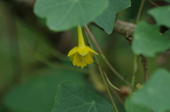 Tropaeolum pendulum