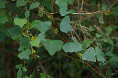 Tropaeolum pendulum