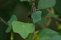 Tropaeolum pendulum