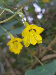 Tropaeolum pendulum