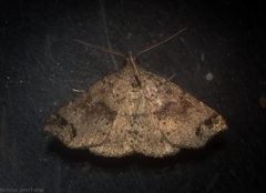 Lithilaria proestans