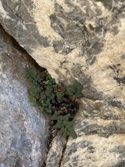 Argyrochosma jonesii