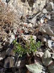 Euphorbia schizoloba