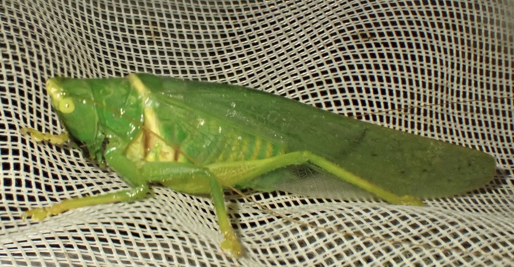 Vestria diademata