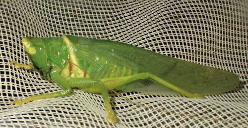 Vestria diademata