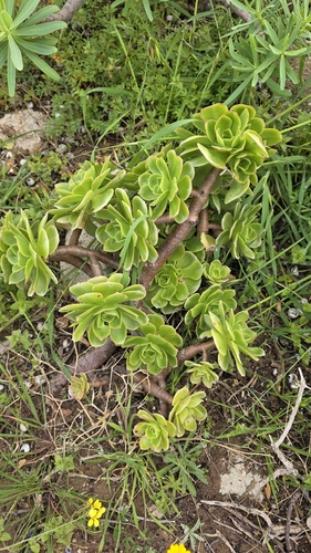 Aeonium balsamiferum