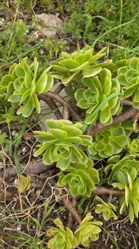 Aeonium balsamiferum
