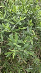 Bupleurum handiense