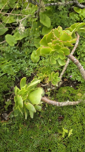 Aeonium balsamiferum