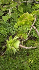Aeonium balsamiferum
