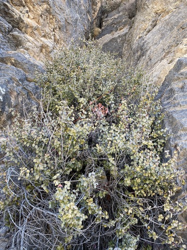 Image of Tetracoccus ilicifolius by (c) Matt Berger, some rights reserved (CC BY)