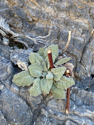 Image of Eriogonum intrafractum by (c) Matt Berger, some rights reserved (CC BY)