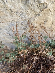 Phacelia perityloides