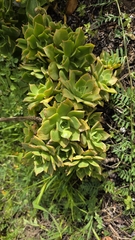 Aeonium lancerottense