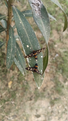 Seven-spotted Handmaiden Moth