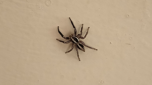 Pantropical Jumping Spider