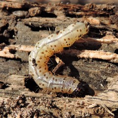 Scolecocampa