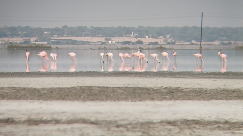 Lesser Flamingo