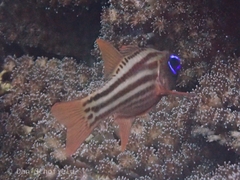 Ostorhinchus compressus