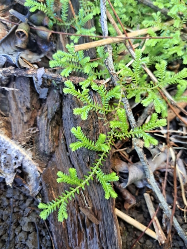 Selaginella kraussiana, 2026-03-05