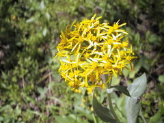 Senecio atratus