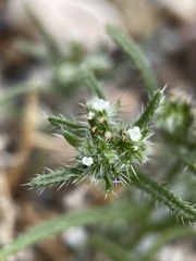 Cryptantha maritima