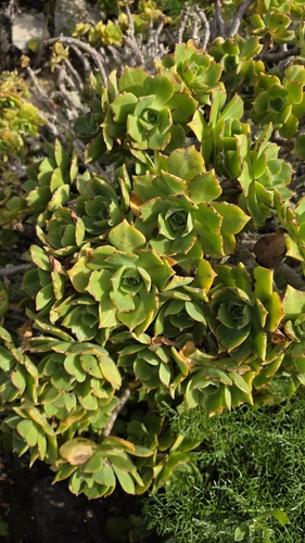 Hen and chicks (Aeonium lancerottense)