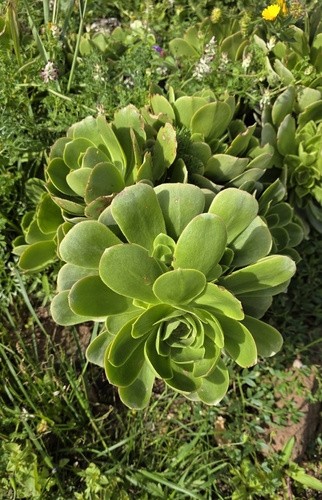 Aeonium balsamiferum