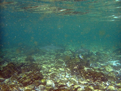 Blacktip Reef Shark