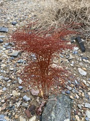 Eriogonum rixfordii