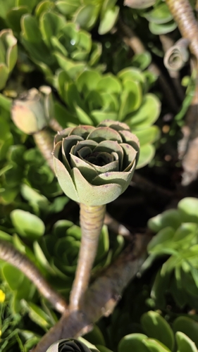 Aeonium balsamiferum