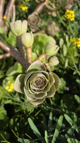 Aeonium balsamiferum