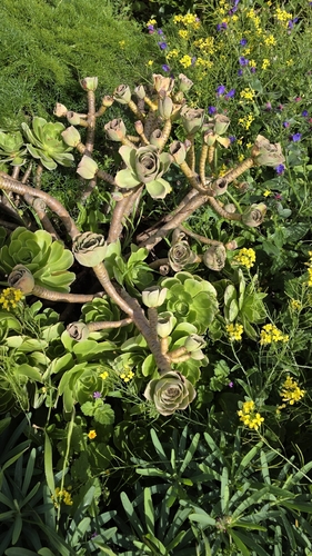Aeonium balsamiferum
