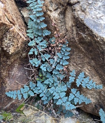 Argyrochosma jonesii