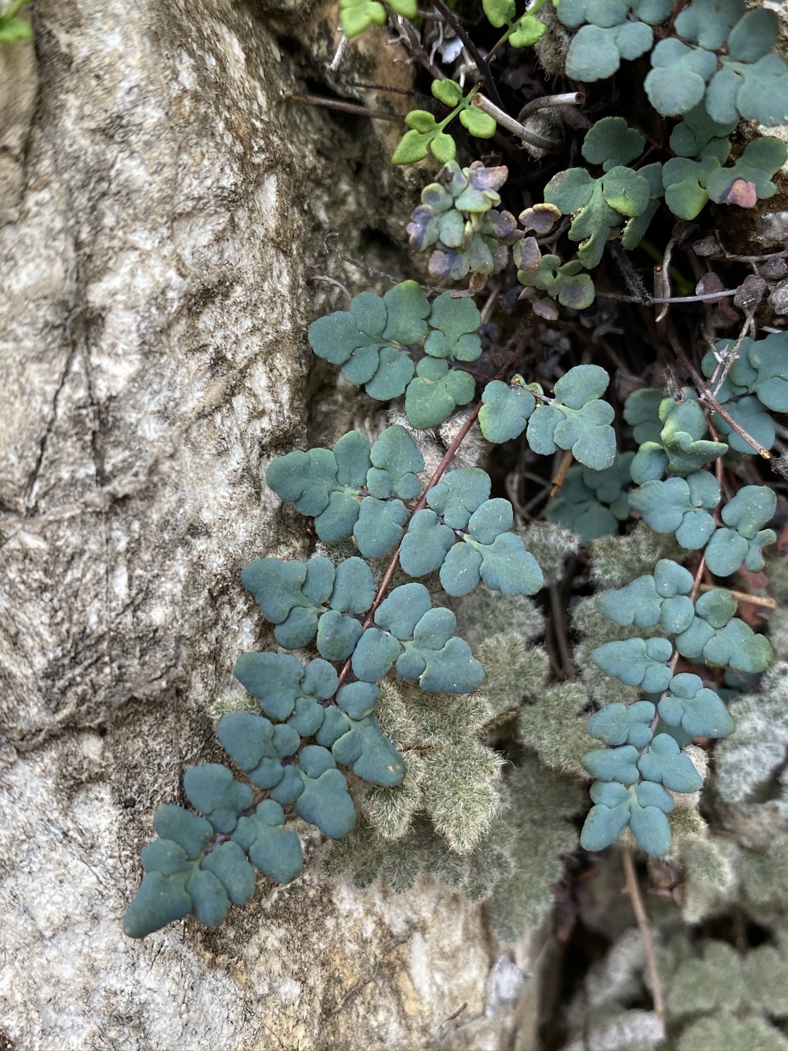 Argyrochosma jonesii