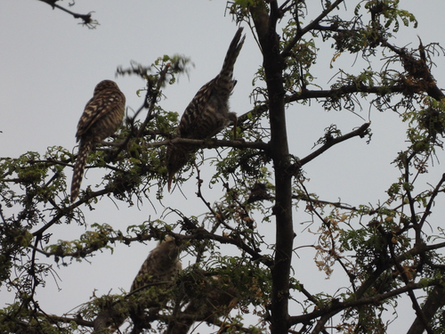 Fasciated Wren (Campylorhynchus fasciatus), photo 2