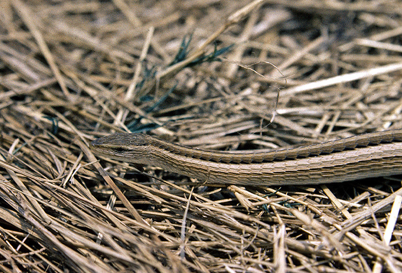 Cape Snake Lizard