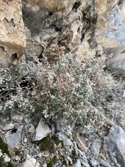 Johnstonella racemosa