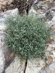 Johnstonella racemosa