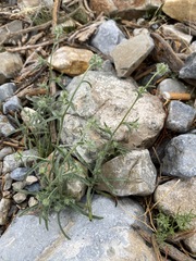 Cryptantha nevadensis