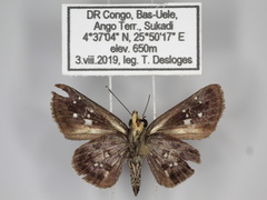 Gorgyra diversata