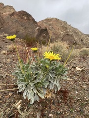 Enceliopsis covillei