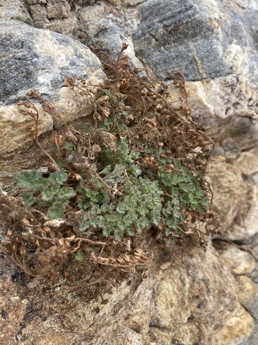Image of Phacelia perityloides by (c) Matt Berger, some rights reserved (CC BY)