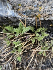 Cymopterus aboriginum