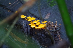 Favolaschia calocera