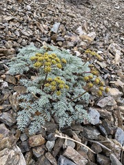 Cymopterus panamintensis