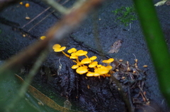 Favolaschia calocera